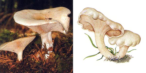 Ивишень, или подвишень, или
подвишенник, или клитопилус обыкновенный - Clitopilus
prunulus (Fr.) Kumm.