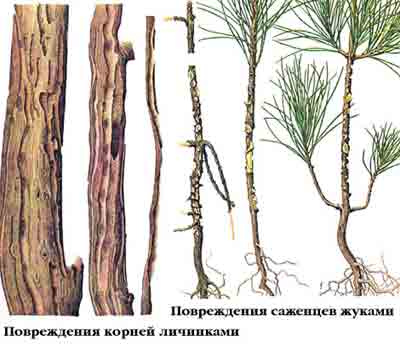 Долгоносик большой сосновый — Hylobius abietis (L.)