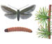 Чехлоноска лиственничная - Coleophora laricella