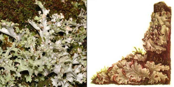 Цетрария сизая — Cetraria glauca