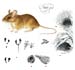 Малая лесная мышь - Apodemus uralensis