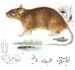 Серая крыса - Rattus norvegicus