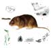 Водяная крыса - Arvicola terrestris