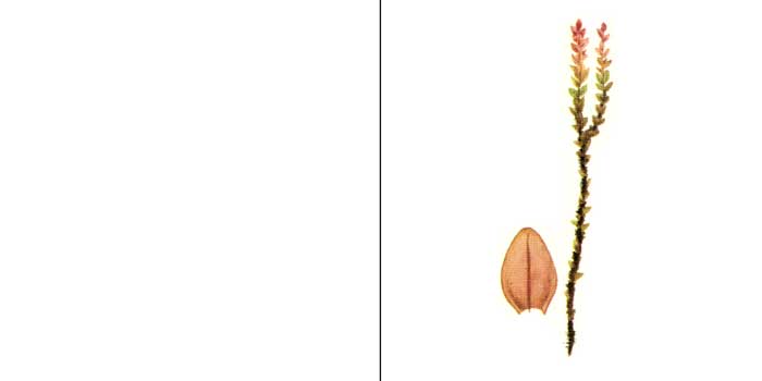 Брий, или бриум скрученнолистный,
или туполистный — Вryum tortifolium