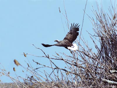 Haliaeetus albicilla (White-tailed Eagle)