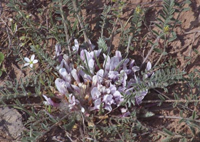  Astragalus SP. ()