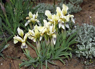Iris scariosa ( )