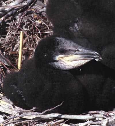 Phalacrocorax carbo (Cormorant)