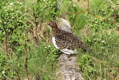 Lagopus lagopus (Red-Willow Grouse)