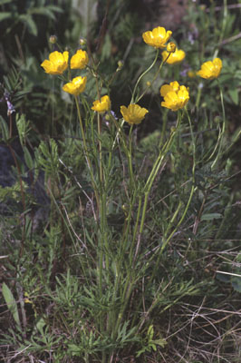 Ranunculus polyanthemos ( )