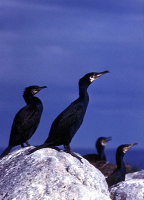 Phalacrocorax carbo (Cormorant)