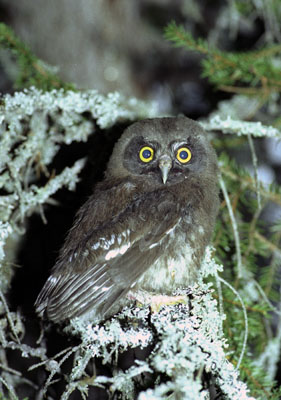 Aegolius funereus (Tengmalms Owl)