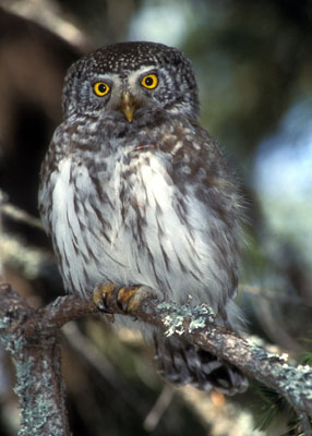 Glaucidium passerinum (Pygmy Owl)