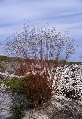  Poaceae SP. ()
