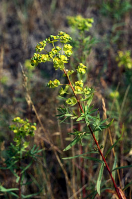 Euphorbia virgata ( )