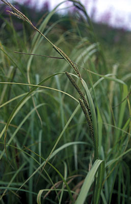 Carex aquatilis ( )