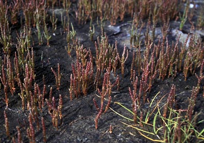 Salicornia europaea ( )