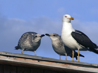Larus fuscus (Lesser Black-backed Gull)