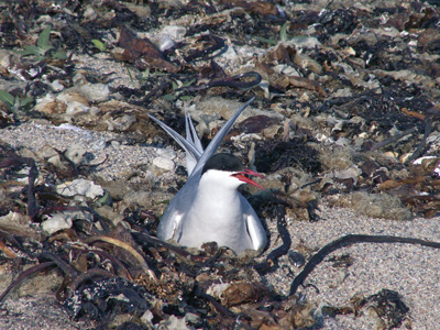 Sterna paradisaea (Arctic Tern)