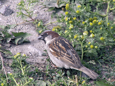 Passer domesticus (House Sparrow)