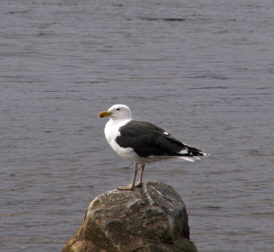 Larus marinus (Great Black-backed Gull)