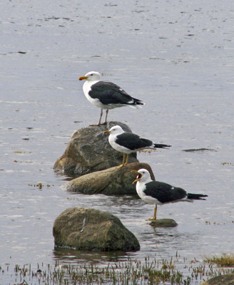 Larus fuscus (Lesser Black-backed Gull)