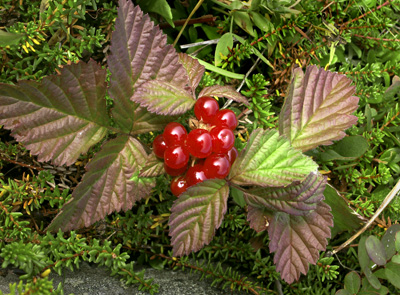 Rubus saxatilis ( )