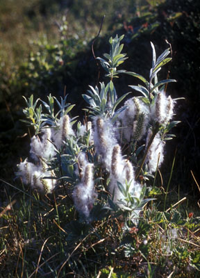 Genus Salix SP.