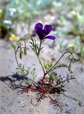Roemeria hybrida ( )