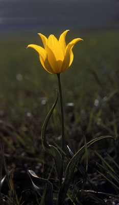 Tulipa gesneriana ( )