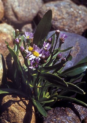 Tripolium vulgare ( )