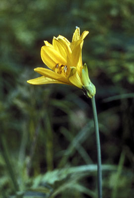 Hemerocallis middendorffii ( () )
