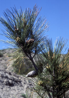Pinus pityusa ( )