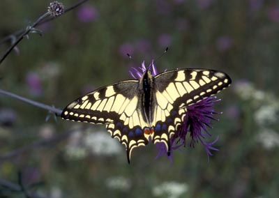 Papilio machaon ()