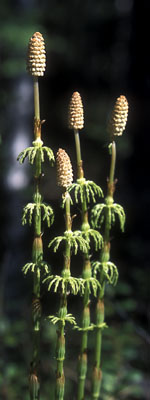 Equisetum sylvaticum ( )