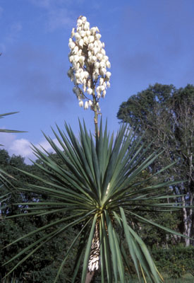 Yucca gloriosa ( )
