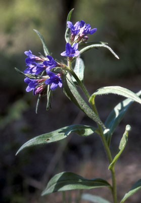 Aegonychon purpureo-caeruleum ( () -)