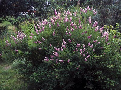 Spiraea salicifolia ( )