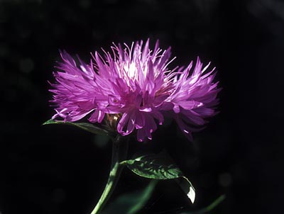  Centaurea SP. ()