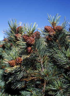 Pinus pumila ( )
