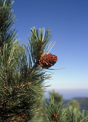 Pinus pumila ( )