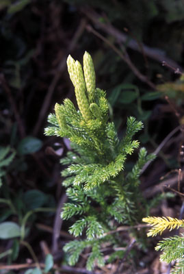 Lycopodium dubium ( )