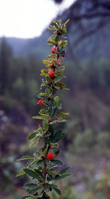 Berberis sibirica ( )