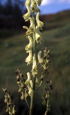Aconitum barbatum ( )