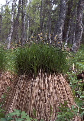 Carex cespitosa ( )