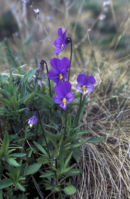 Viola tricolor ( )