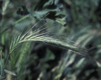  Poaceae SP. ()