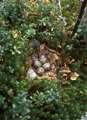 Tringa nebularia (Greenshank)