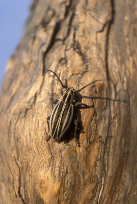  Coleoptera SP. ()