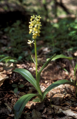 Orchis pallens ( )